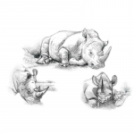 Set pentru realizarea unui desen in creion rinoceri