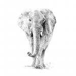 Crochiu incepatori Elefant 22x29 cm