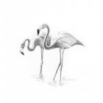Crochiu incepatori Flamingo 13x18 cm