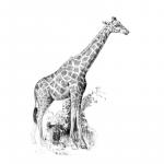 Crochiu incepatori Girafa 13x18 cm
