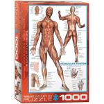Puzzle 1000 piese The Muscular System