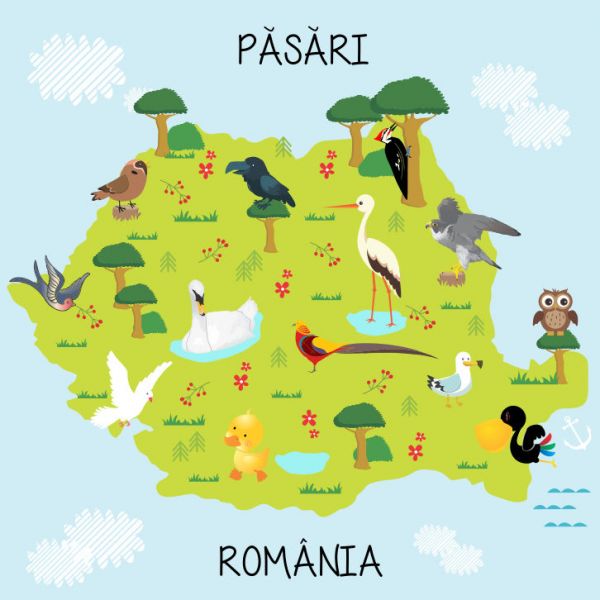 Fototapet pasari din tara noastra 100 x 100 cm