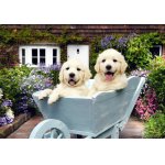Puzzle Anatolian Puppies In A Wheelbarrow 260 piese
