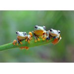 Puzzle Bluebird Friendly Frogs 500 piese