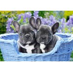 Puzzle Castorland French Bulldog Puppies 1.000 piese