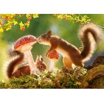Puzzle Castorland Squirrels Foret Life 260 piese