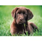 Puzzle Clementoni Chocolate Puppy 500 piese