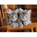 Puzzle Clementoni Gray Kittens on the chair 500 piese