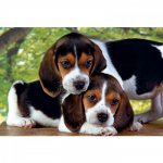 Puzzle Clementoni Two Dogs 500 piese