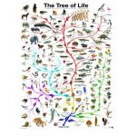 Puzzle Eurographics Die Evolution Der Baum des Lebens 1000 piese