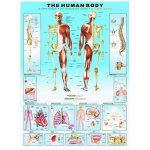 Puzzle Eurographics Human body 1000 piese