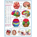 Puzzle Eurographics The Brain 1000 piese