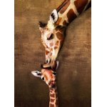 Puzzle Eurographics The mother Giraffe and its girafon 1000 piese