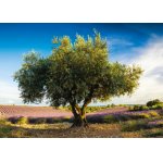 Puzzle Schmidt Olive Tree In Provence 1000 piese
