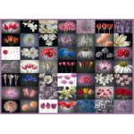 Puzzle Schmidt Salut floral 2000 piese