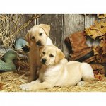 Puzzle Clementoni Curious Puppies 1.500 piese