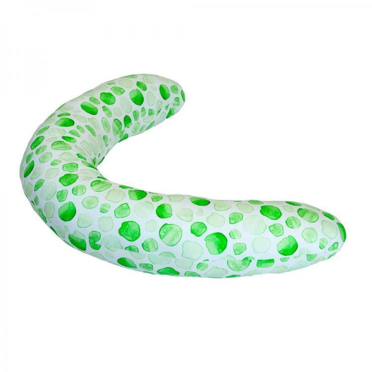 Perna gravida green dots