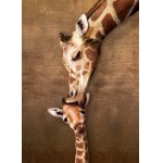 Puzzle 500 piese XXL Giraffe Mothers Kiss