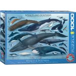 Puzzle Eurographics Dolphins and Whales 1000 piese