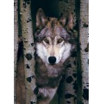 Puzzle Eurographics Gray Wolf 1000 piese
