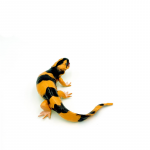 Salamandra tigru figurina 12 cm Parodi