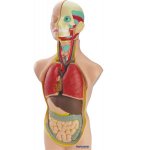 Set Miniland  Anatomia Umana 50 cm