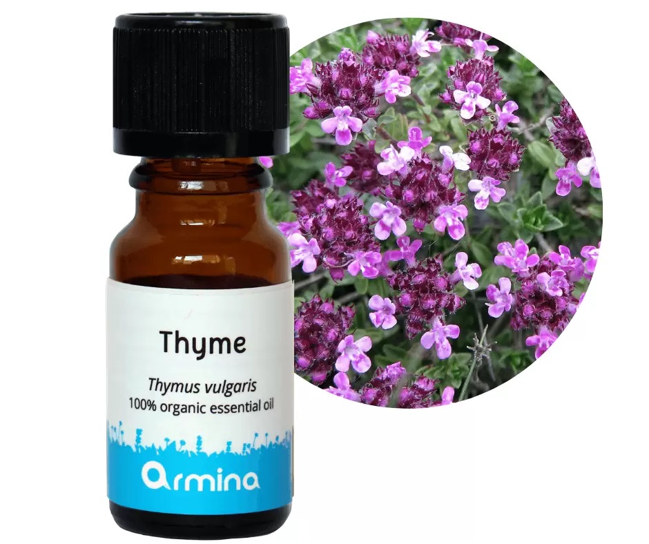 Ulei esential de cimbru (thymus vulgaris) pur bio 10ml Armina (thymus imagine noua responsabilitatesociala.ro