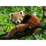 Puzzle Ravensburger Panda Rosu 500 piese