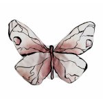 Perna Butterfly