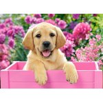 Puzzle Castorland Labrador Puppy in a Box 300 piese