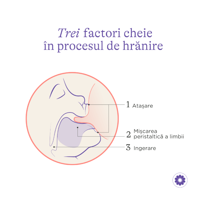 Pachet 2 biberoane cu tetina NaturalWave Lansinoh 160 ml - 3 | YEO