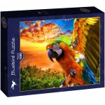 Puzzle 1000 piese Bluebird Puzzle Parrot