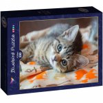 Puzzle 300 piese Bluebird Puzzle Kitten