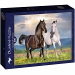 Puzzle 500 piese Bluebird Puzzle Couple de Chevaux