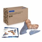 Puzzle 3D magnetic Dinte Megalodon Guidecraft