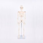 Schelet educativ TickiT 85 cm